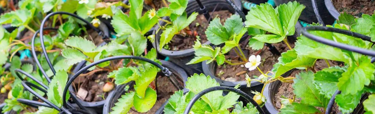 Planera bevattningen redan när växthuset byggs