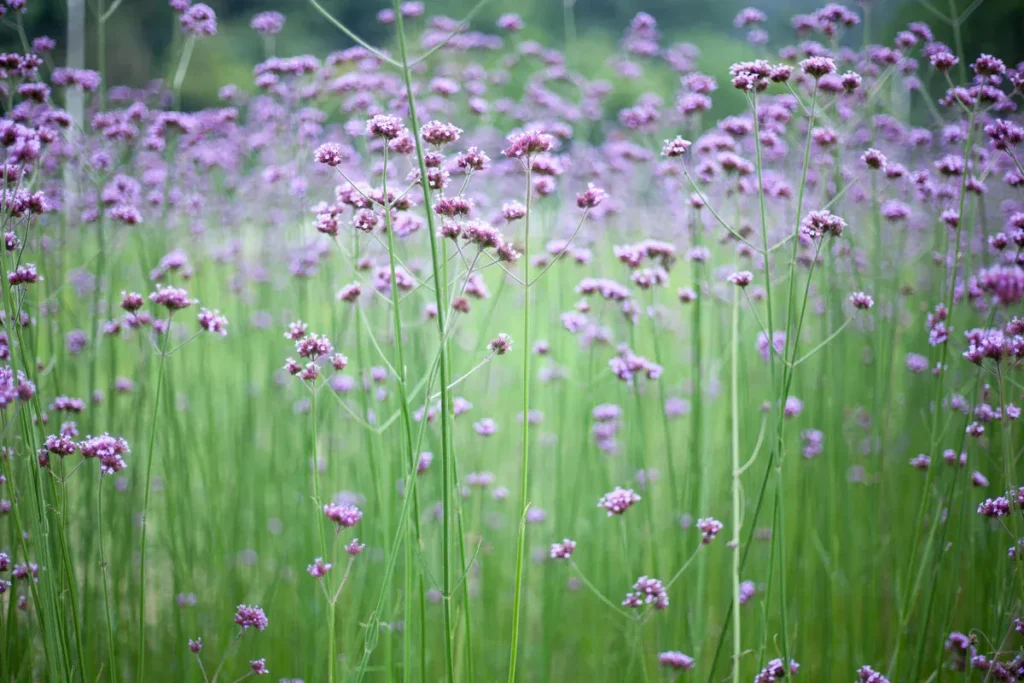 Verbena bonariensis förvandlar din trädgård till en blommande oas