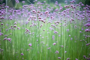 Verbena bonariensis förvandlar din trädgård till en blommande oas