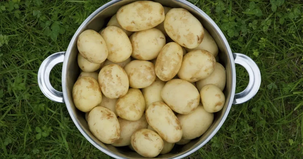 hur många potatisar är 1 kg
