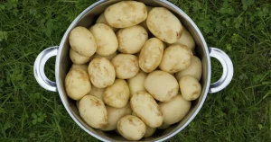 hur många potatisar är 1 kg