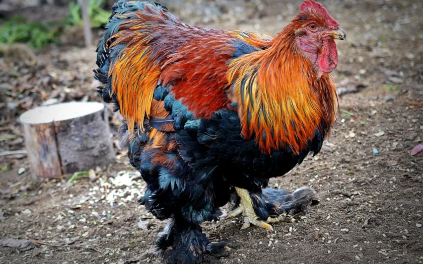 hönsgödsel till tomater