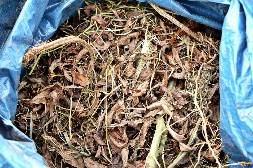 Så förbereder du hönsgödseln på rätt sätt