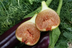 fikonträd utomhus året runt