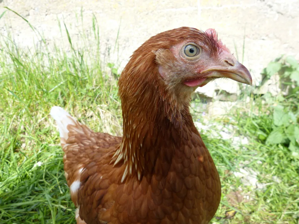 Skötsel och beteende hos lohman höns