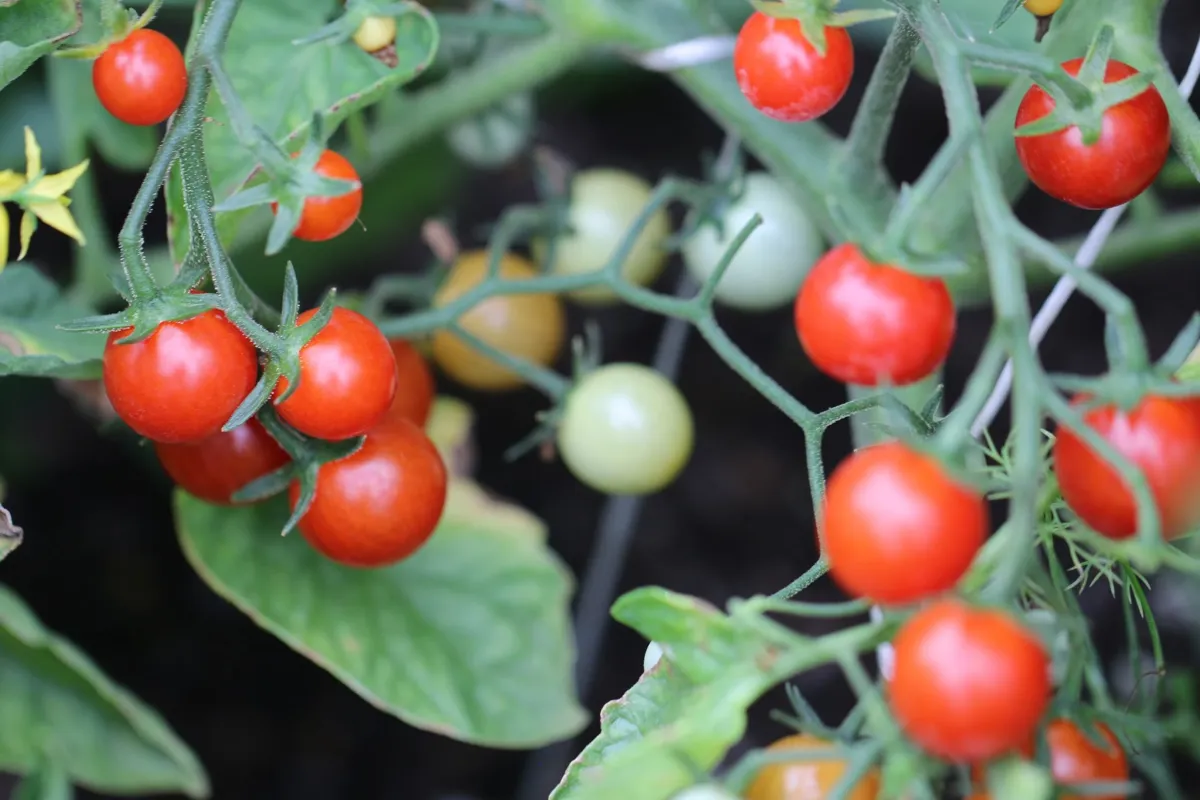 Plantera tomat 100/1000 på bästa sätt