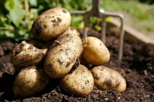 Hur mycket potatis per person?