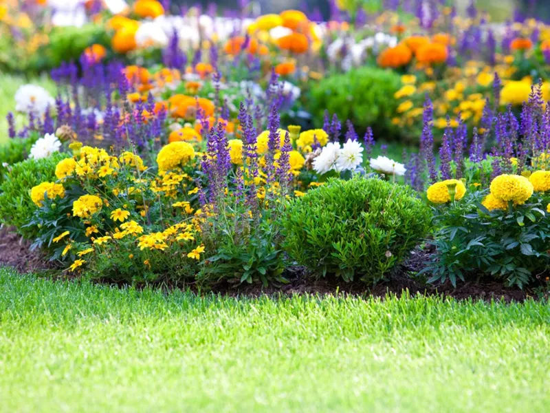 Hur dränering runt huset påverkar växter