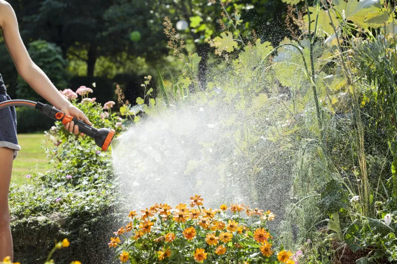 Hur dränering påverkar träd och större växter