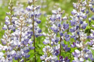 7 perenner som blommar länge