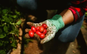 Tomatplantor uppbundna på käppar i ett svenskt växthus på våren